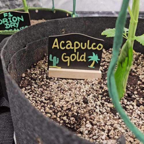 ๐งกAcapulco Gold Auto ๐งก