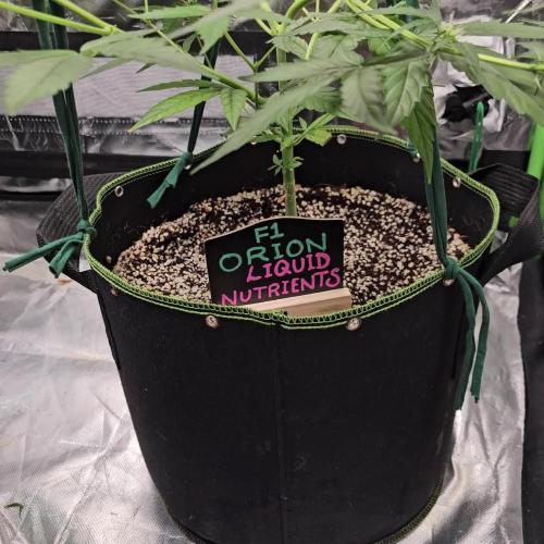 RQS Orion F1 Autoflower Grow ๐ Liquid Nutrients ๐ Plant #2 ๐