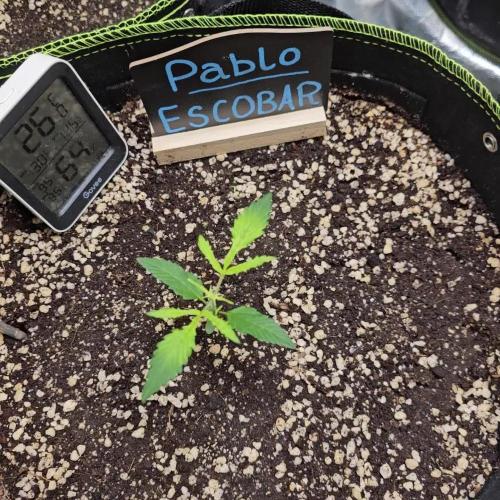 🦋 Pablo Escobar 🦋