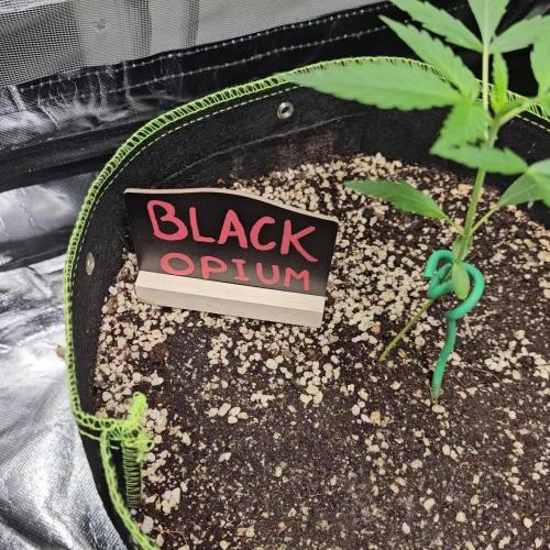 🖤🍃 Black Opium 🌱🖤
