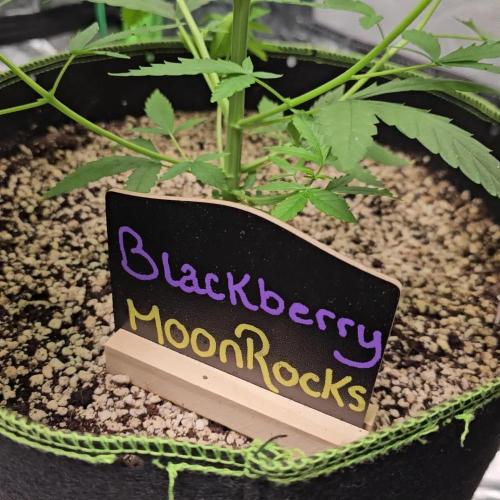 π Blackberry Moonrocks π