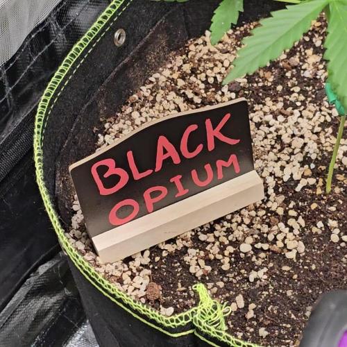 🖤🍃 Black Opium 🌱🖤