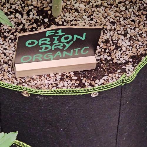 RQS Orion F1 Autoflower Grow 💚 Organic Dry Amendments 💚 Plant #1 💚