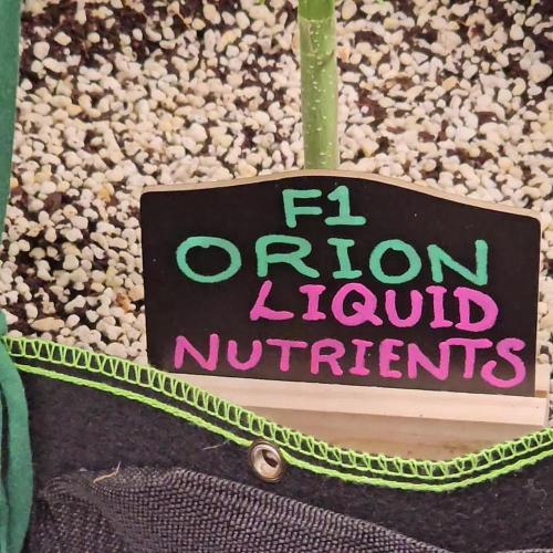 RQS Orion F1 Autoflower Grow 💖 Liquid Nutrients 💖 Plant #2 💖