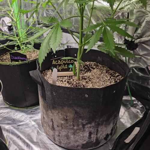 🧡Acapulco Gold Auto 🧡