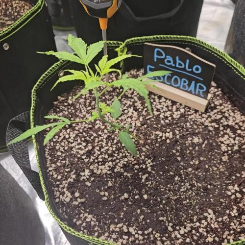 🦋 Pablo Escobar 🦋