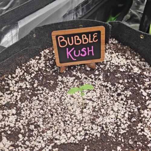 💜🧡 Bubble Kush GROW #2 🧡💜