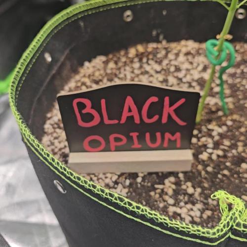 🖤🍃 Black Opium 🌱🖤