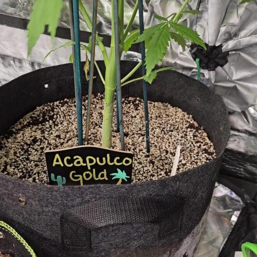 🧡Acapulco Gold Auto 🧡