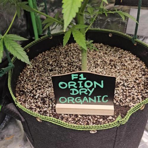 RQS Orion F1 Autoflower Grow 💚 Organic Dry Amendments 💚 Plant #1 💚