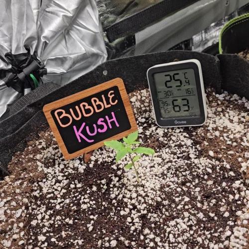 💜🧡 Bubble Kush GROW #2 🧡💜
