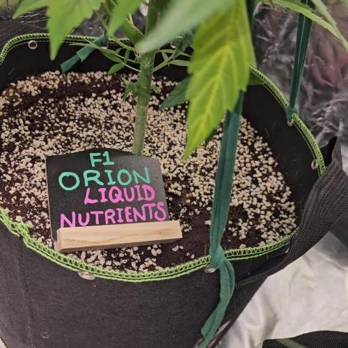 RQS Orion F1 Autoflower Grow 💖 Liquid Nutrients 💖 Plant #2 💖