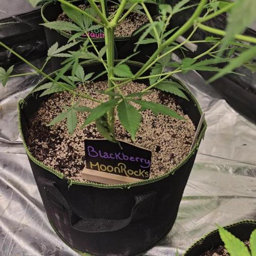 💜 Blackberry Moonrocks 💜