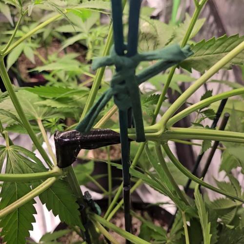 🧡Acapulco Gold Auto 🧡