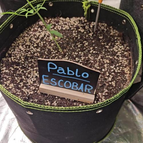 🦋 Pablo Escobar 🦋