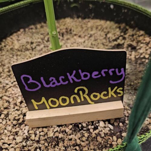 π Blackberry Moonrocks π