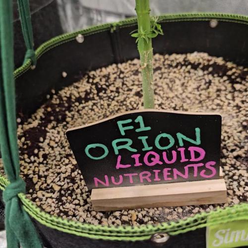 RQS Orion F1 Autoflower Grow 💖 Liquid Nutrients 💖 Plant #2 💖