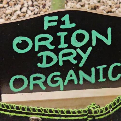 RQS Orion F1 Autoflower Grow 💚 Organic Dry Amendments 💚 Plant #1 💚