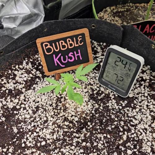 💜🧡 Bubble Kush GROW #2 🧡💜