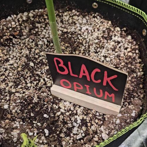 🖤🍃 Black Opium 🌱🖤