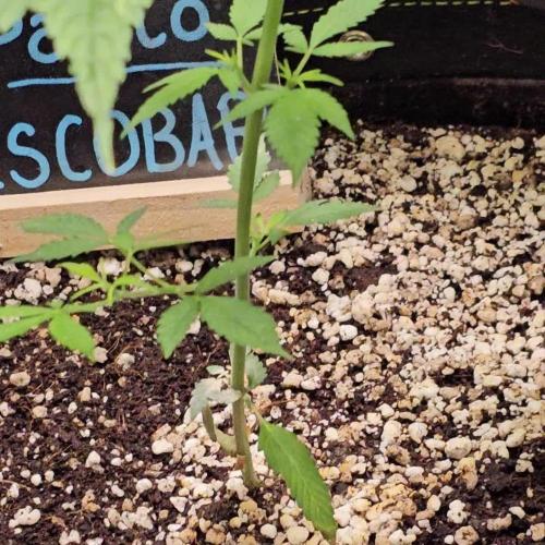 🦋 Pablo Escobar 🦋