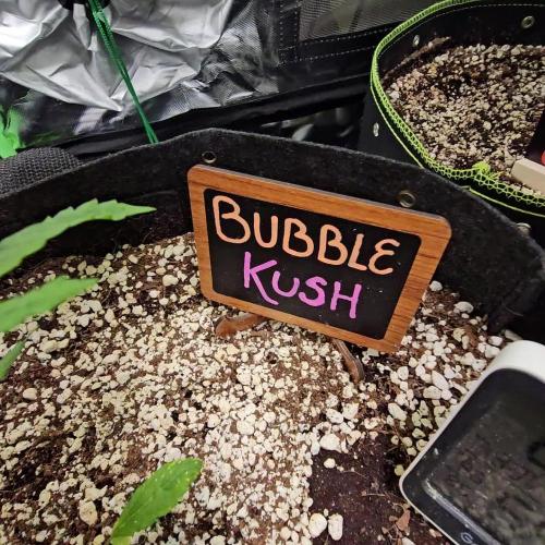 💜🧡 Bubble Kush GROW #2 🧡💜