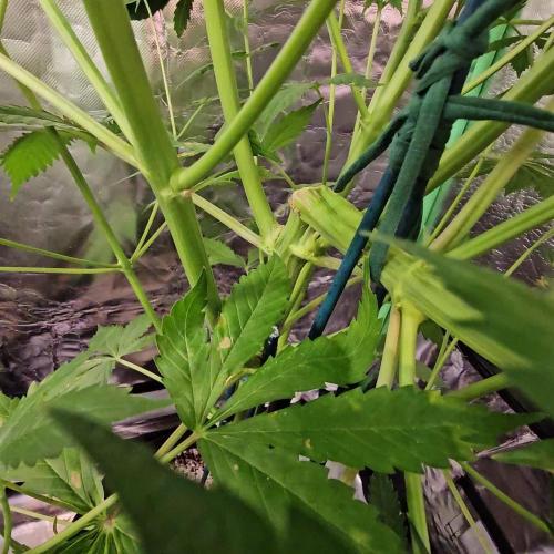 ๐งกAcapulco Gold Auto ๐งก