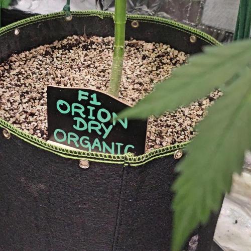 RQS Orion F1 Autoflower Grow 💚 Organic Dry Amendments 💚 Plant #1 💚