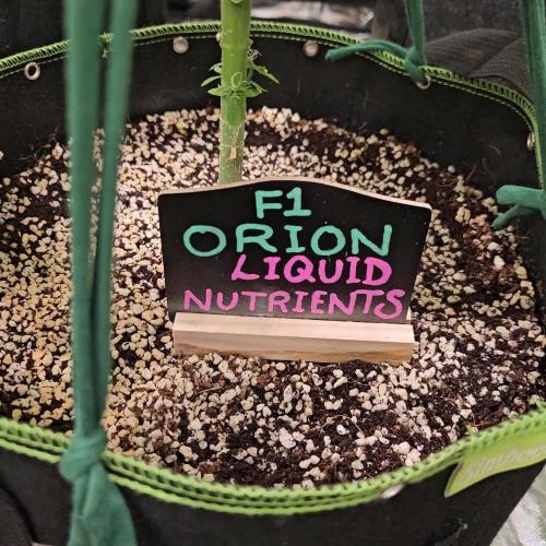 RQS Orion F1 Autoflower Grow 💖 Liquid Nutrients 💖 Plant #2 💖