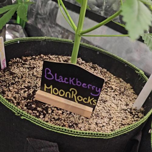 π Blackberry Moonrocks π