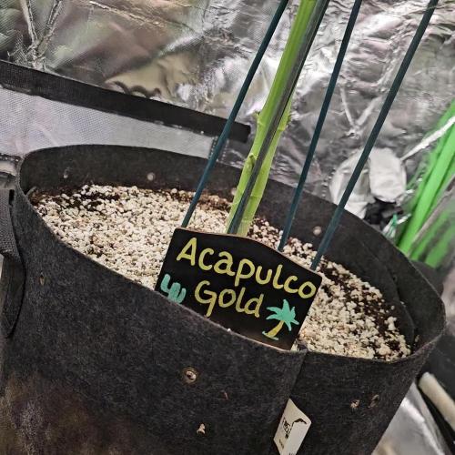 🧡Acapulco Gold Auto 🧡