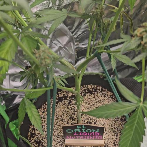 RQS Orion F1 Autoflower Grow 💖 Liquid Nutrients 💖 Plant #2 💖
