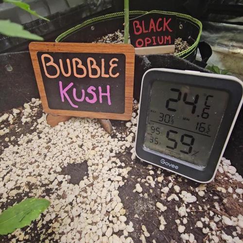 💜🧡 Bubble Kush GROW #2 🧡💜