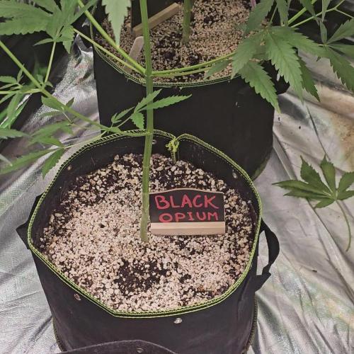 🖤🍃 Black Opium 🌱🖤