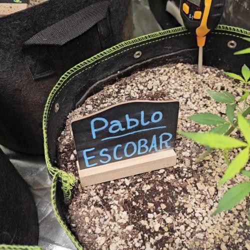 🦋 Pablo Escobar 🦋
