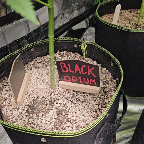 🖤🍃 Black Opium 🌱🖤