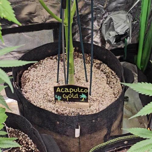 ๐งกAcapulco Gold Auto ๐งก