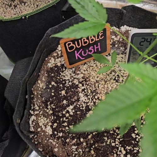 💜🧡 Bubble Kush GROW #2 🧡💜