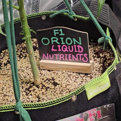 RQS Orion F1 Autoflower Grow 💖 Liquid Nutrients 💖 Plant #2 💖