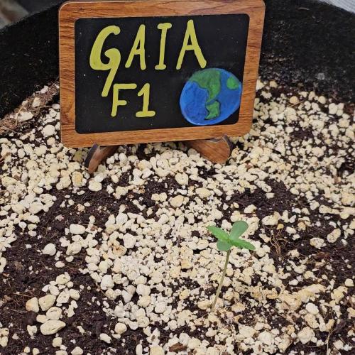 💚🌎 Gaia F1 RQS 🌏💚