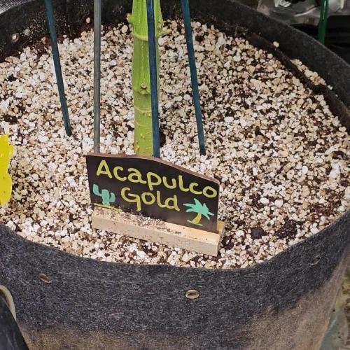 ๐งกAcapulco Gold Auto ๐งก