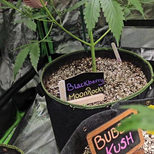 🖤🍃 Black Opium 🌱🖤