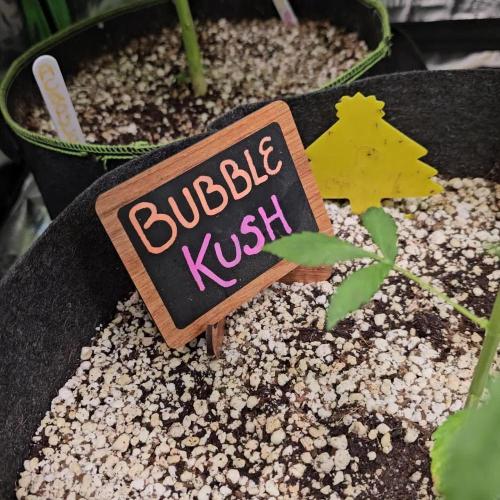 💜🧡 Bubble Kush GROW #2 🧡💜