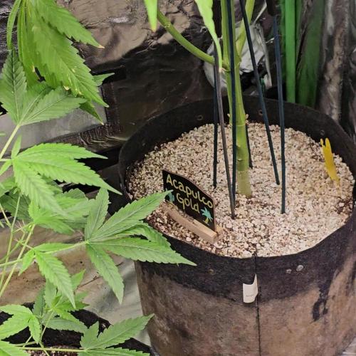 🧡Acapulco Gold Auto 🧡