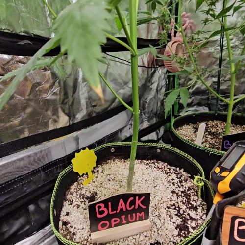 🖤🍃 Black Opium 🌱🖤