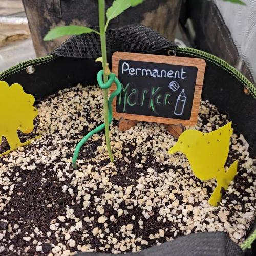 👽 Permanent Marker Auto 💀