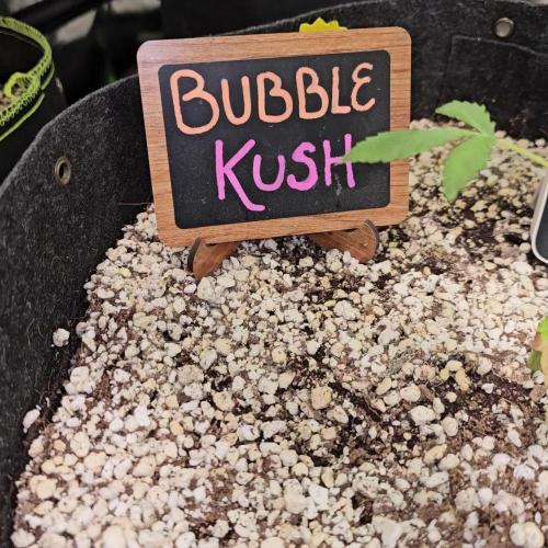 💜🧡 Bubble Kush GROW #2 🧡💜