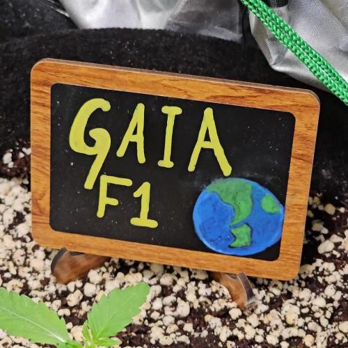 💚🌎 Gaia F1 RQS 🌏💚