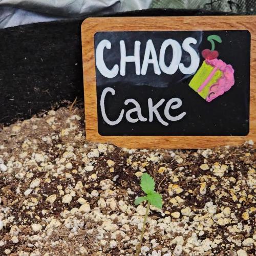 🍰🍒 CHAOS CAKE AUTO 🍒🍰