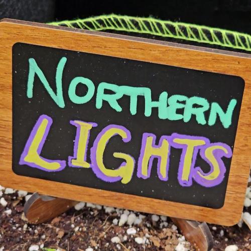 💫 Northern Lights 💫 Divine Seeds